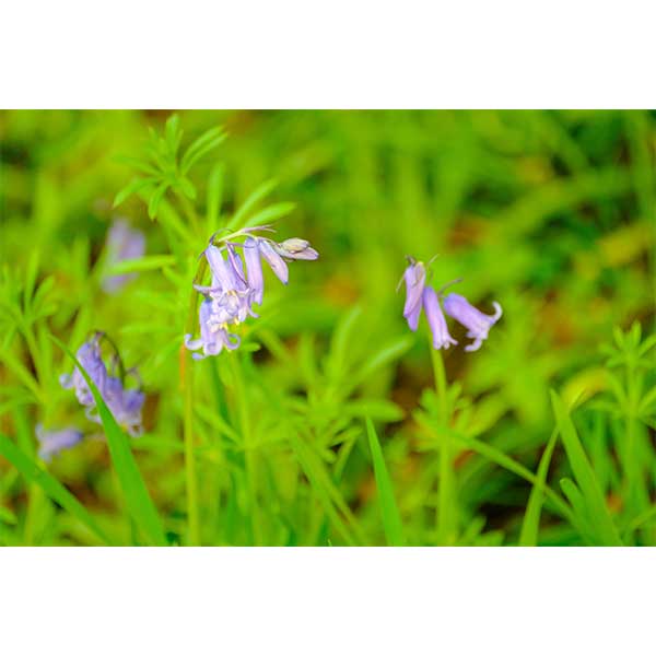 Philip Beattie Bluebells 1