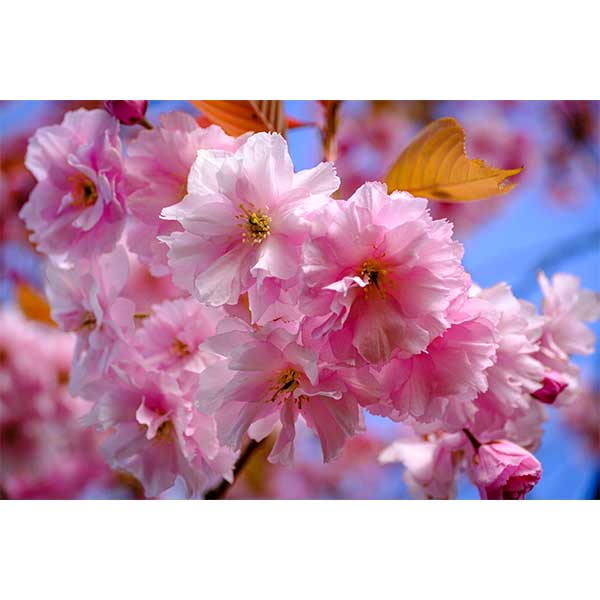 Cherry Blossom 5 Pink