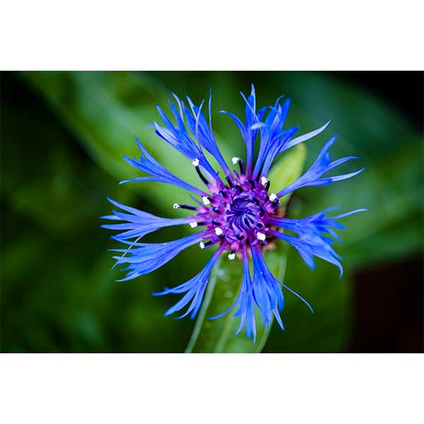 PhilipBeattie.com Corn Flower