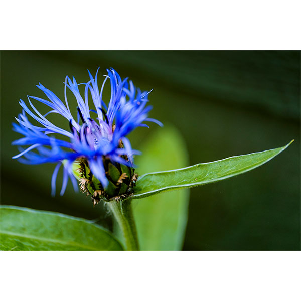PhilipBeattie.com Cornflower 2